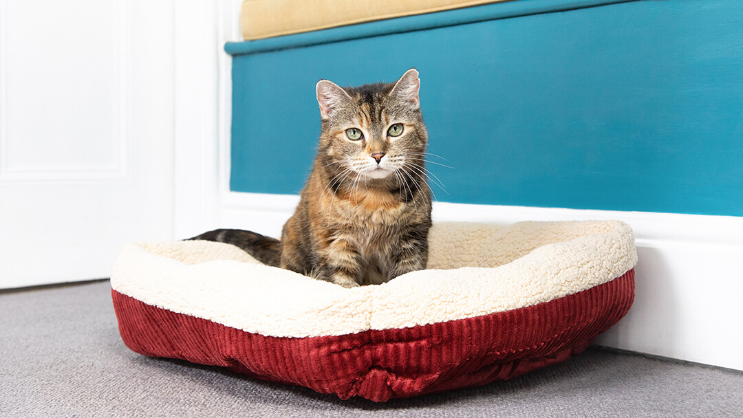 Top Tips for Choosing the Perfect Cat Bed Purina